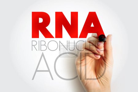 Téléchargez les photos : ARN Acide ribonucléique - molécule polymérique essentielle dans divers rôles biologiques dans la régulation et l'expression des gènes, l'acronyme texte concept fond - en image libre de droit
