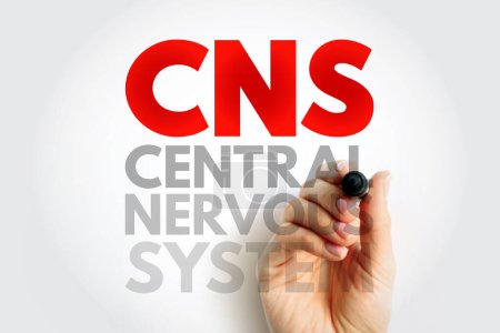 CNS - Central Nervous System is the part of the nervous system consisting primarily of the brain and spinal cord, acronym text concept background