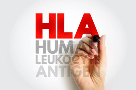 HLA Humanes Leukozyten-Antigen - Komplex von Genen auf Chromosom 6 beim Menschen, die Zelloberflächenproteine kodieren, Akronym Textkonzept Hintergrund