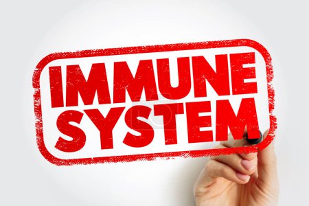 Photo for Immune System text stamp, health concept background - Royalty Free Image