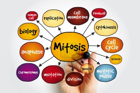 Foto de Mapa mental de Mitosis, concepto médico para presentaciones e informes - Imagen libre de derechos
