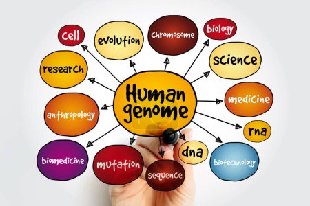 Human Genome is a complete set of nucleic acid sequences for humans, mind map concept background