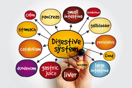 Digestive System consists of the gastrointestinal tract plus the accessory organs of digestion, mind map health concept for presentations and reports