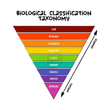 Classement taxonomique de la classification biologique - niveau relatif d'un groupe d'organismes (un taxon) dans une hiérarchie taxonomique, concept éducatif pour les présentations et les rapports
