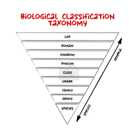 Classement taxonomique de la classification biologique - niveau relatif d'un groupe d'organismes (un taxon) dans une hiérarchie taxonomique, concept éducatif pour les présentations et les rapports