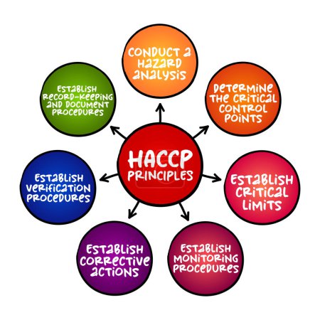 Illustration for HACCP PRINCIPLES, identification, evaluation, and control of food safety hazards based on the following seven principles, mind map concept for presentations and reports - Royalty Free Image