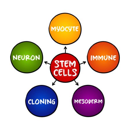 Illustration for Stem cells - special human cells that are able to develop into many different cell types, medical mind map concept for presentations and reports - Royalty Free Image