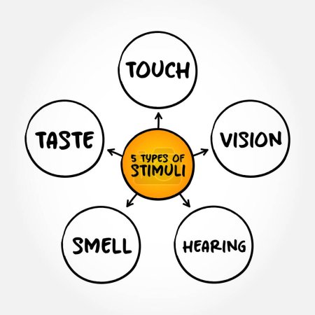 Téléchargez les illustrations : Les 5 types de stimuli externes - divisés en nos sens : toucher, vision, odeur et goût, concept de carte mentale pour les présentations et les rapports - en licence libre de droit