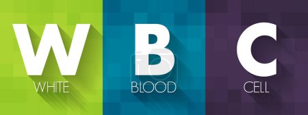 Illustration for WBC White Blood Cell - cellular component of blood that helps defend the body against infection, acronym text concept background - Royalty Free Image