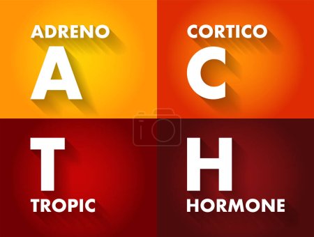 Illustration for ACTH Adrenocorticotropic hormone - polypeptide tropic hormone produced by and secreted by the anterior pituitary gland, acronym text concept background - Royalty Free Image