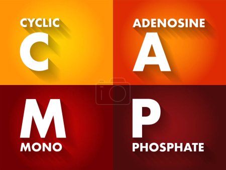 Illustration for CAMP Cyclic Adenosine MonoPhosphate - second messenger important in many biological processes, acronym text concept background - Royalty Free Image