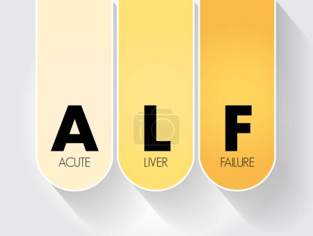 Illustration for ALF - Acute Liver Failure is a rare critical illness with high mortality whose successful management requires early recognition, acronym text concept background - Royalty Free Image