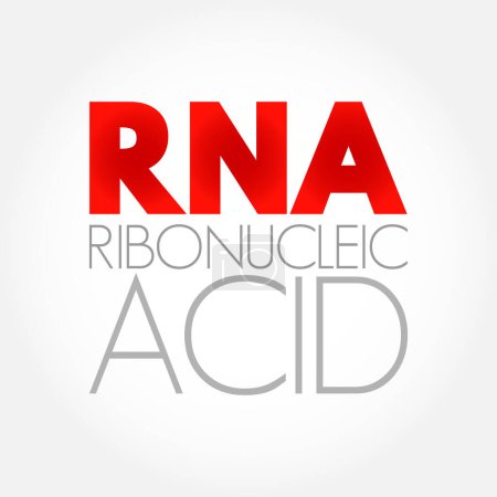 Ilustración de ARN Ácido ribonucleico molécula polimérica esencial en diversos roles biológicos en la regulación y expresión de genes, acrónimo de fondo concepto de texto - Imagen libre de derechos