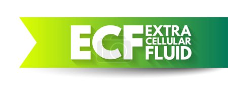 Ilustración de ECF Líquido extracelular: fluido corporal que no está contenido en las células, fondo de concepto de texto acrónimo - Imagen libre de derechos