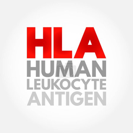 Illustration for HLA Human Leukocyte Antigen - complex of genes on chromosome 6 in humans which encode cell-surface proteins, acronym text concept background - Royalty Free Image