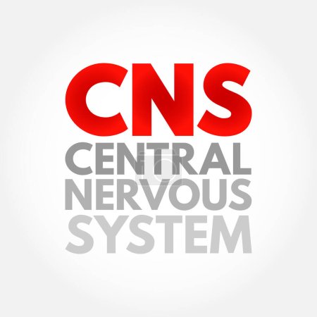Illustration for CNS - Central Nervous System is the part of the nervous system consisting primarily of the brain and spinal cord, acronym text concept background - Royalty Free Image