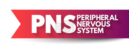 Ilustración de PNS Peripheral Nervous System - responsable de transmitir información entre el cuerpo y el cerebro, acrónimo de fondo del concepto de texto - Imagen libre de derechos