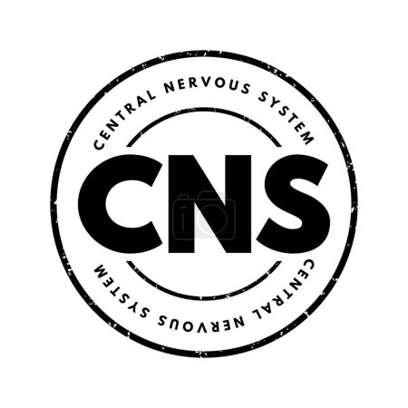 Illustration for CNS - Central Nervous System is the part of the nervous system consisting primarily of the brain and spinal cord, acronym text concept stamp - Royalty Free Image