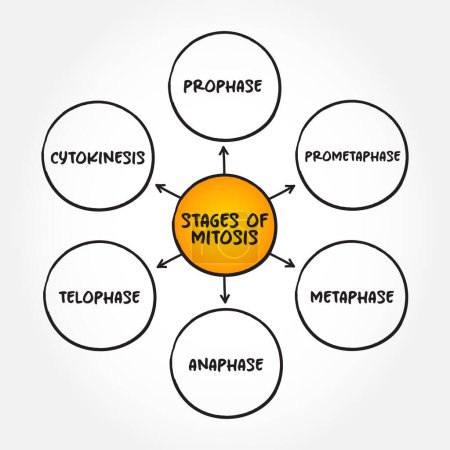 Illustration for Stages of Mitosis mind map text concept for presentations and reports - Royalty Free Image
