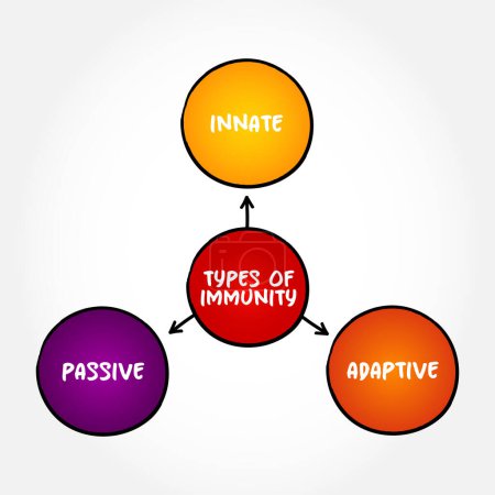 Ilustración de Tipos de inmunidad Mapas mentales Concepto de texto para presentaciones e informes - Imagen libre de derechos