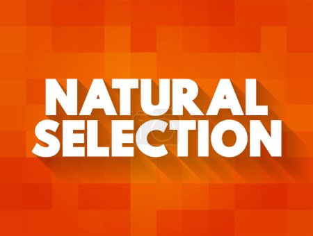 Illustration for Natural Selection is the differential survival and reproduction of individuals due to differences in phenotype, text concept background - Royalty Free Image
