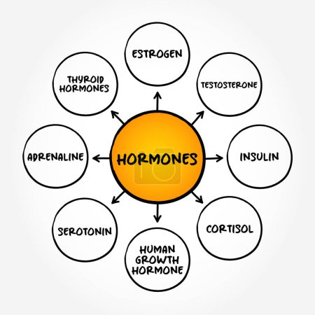 Téléchargez les illustrations : Hormones - messagers chimiques de votre corps, fond conceptuel de carte mentale - en licence libre de droit