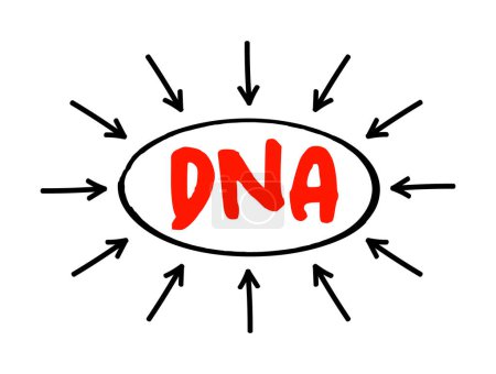 Téléchargez les illustrations : ADN Acide désoxyribonucléique - matériel héréditaire chez l'homme et presque tous les autres organismes, concept de texte acronyme avec flèches - en licence libre de droit