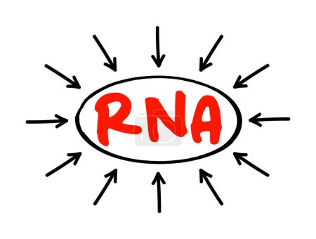 Ilustración de ARN Ácido ribonucleico - molécula polimérica esencial en diversos roles biológicos en la regulación y expresión de genes, texto acrónimo con flechas - Imagen libre de derechos