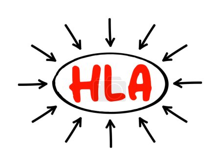 Téléchargez les illustrations : HLA Human Leukocyte Antigen - complexe de gènes sur le chromosome 6 chez l'homme qui codent des protéines de surface cellulaire, texte acronyme avec des flèches - en licence libre de droit