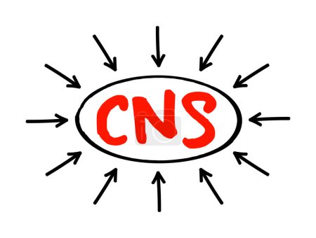 Illustration for CNS - Central Nervous System is the part of the nervous system consisting primarily of the brain and spinal cord, acronym text concept with arrows - Royalty Free Image