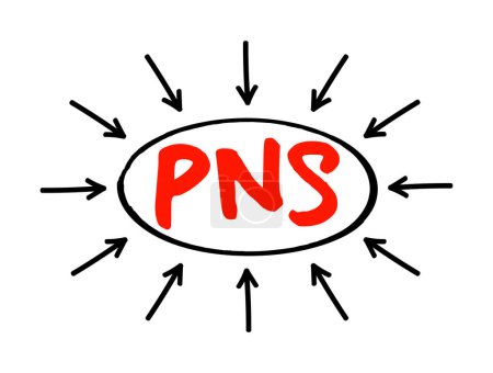 Ilustración de PNS Peripheral Nervous System - responsable de transmitir información entre el cuerpo y el cerebro, concepto de texto acrónimo con flechas - Imagen libre de derechos