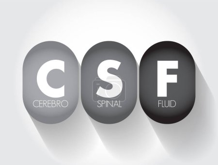 Illustration for CSF Cerebrospinal Fluid - clear fluid that surrounds the brain and spinal cord, acronym text concept background - Royalty Free Image