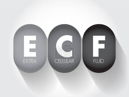 Ilustración de ECF Líquido extracelular: fluido corporal que no está contenido en las células, fondo de concepto de texto acrónimo - Imagen libre de derechos