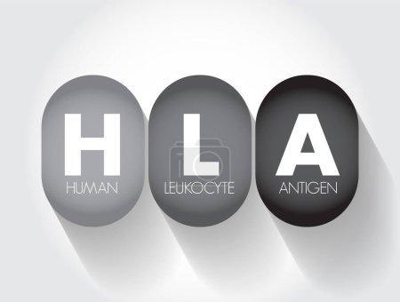 Illustration for HLA Human Leukocyte Antigen - complex of genes on chromosome 6 in humans which encode cell-surface proteins, acronym text concept background - Royalty Free Image