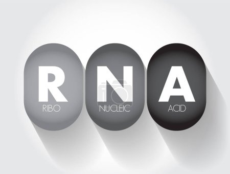 Ilustración de ARN Ácido ribonucleico molécula polimérica esencial en diversos roles biológicos en la regulación y expresión de genes, acrónimo de fondo concepto de texto - Imagen libre de derechos