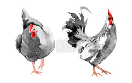 Black watercolor illustration rooster and chicken,the symbol of the new year 2029, bright colorful watercolor rooster, isolated object