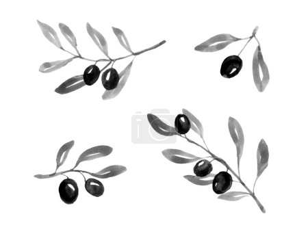 Foto de Conjunto de ramas de olivo dibujadas a mano de tinta, ilustración acuarela - Imagen libre de derechos