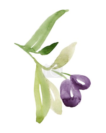 Rama de olivo sobre fondo blanco. Acuarela dibujada a mano ilustración.