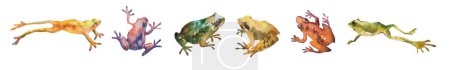 Hand drawn watercolor set of colorful tropical frogs isolated on white. Stock illustration of beautiful wild creatures.