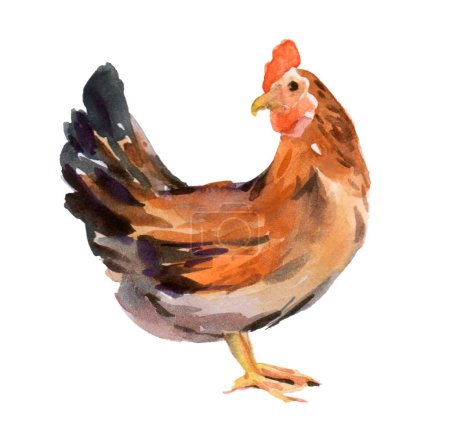 Téléchargez les photos : Une poule catalane. Volailles. Série de races de poulet. illustration d'aquarelle d'oiseau de ferme domestique - en image libre de droit