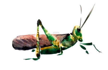 Eine helle Aquarell-Illustration einer grünen Heuschrecke, dargestellt in einem kindlichen Zeichenstil, steht auf einem makellosen weißen Hintergrund und strahlt Einfachheit und Charme aus.