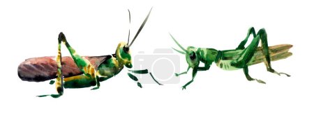 A watercolor illustration of two green grasshoppers on a white background