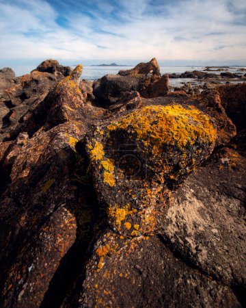 Foto de Liquen naranja y amarillo en las rocas broughton isla nsw - Imagen libre de derechos