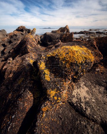 Foto de Lichen amarillo en rocas cerca del océano en Broughton Island en NSW - Imagen libre de derechos