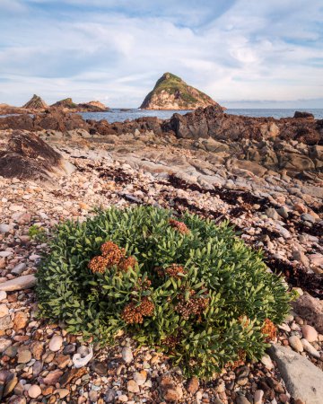 Foto de Planta entre rocas en Broughton Island en NSW - Imagen libre de derechos