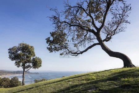 Formschöne Bäume auf Klippe über dem Ozean bei Minnie Water an der Küste von NSW