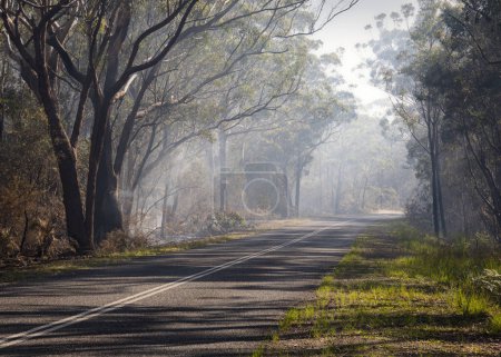 Téléchargez les photos : Fumée sur la route entre les arbres lors d'un feu de brousse à Minnie Water sur la côte nord-ouest de l'Australie - en image libre de droit