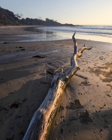 Umgestürzter Baumstamm am Sandstrand im Morgenlicht an der Küste von Minnie Water NSW