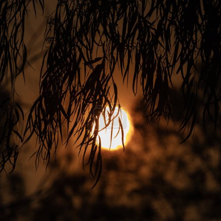 Téléchargez les photos : Soleil dans le ciel rouge derrière les feuilles d'arbre avec ciel fumé pendant les feux de brousse australiens - en image libre de droit
