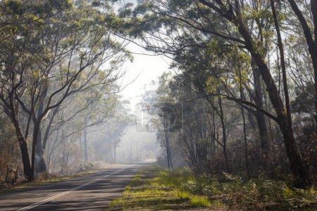 Téléchargez les photos : Fumée parmi les arbres pendant le feu de brousse à Minnie Water sur la côte nord-ouest de l'Australie - en image libre de droit